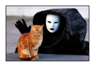 Gatto Venezia