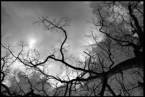 Ou dans un arbre