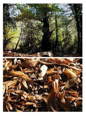 Ses ch-taigneraies agrandies - leur fonction fictive
