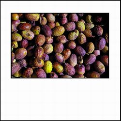 poignées d'olives mises à sécher au soleil poignées d-olives mises à sécher au soleil