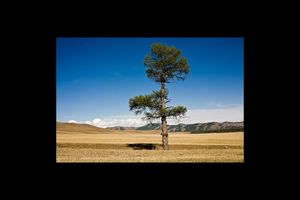 MONGOLIE