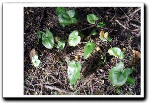 Aristoloche des talus Aristoloche des talus
