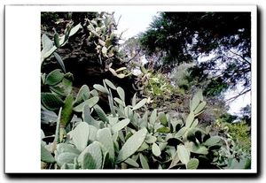 Cactées plantées drues Cact-es plant-es drues