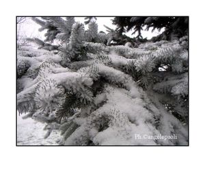 Winter Trees