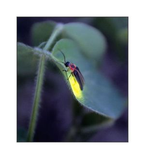 Firefly