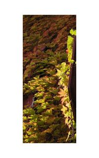 La vigne sauvage (1)