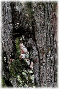 De petits doigts brun vert dans l--corce rugueuse