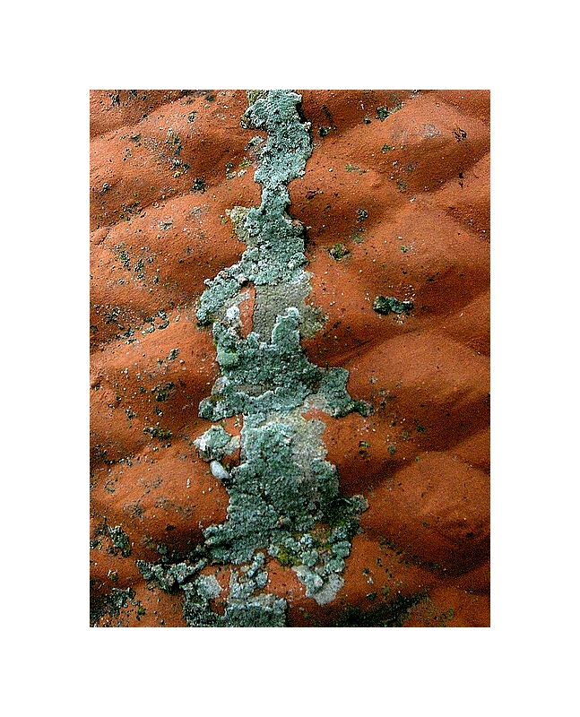 Mosissure