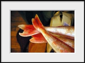 Le cr-pitement doux et cruel des poissons