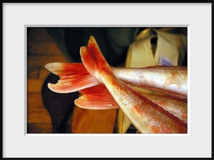 Le cr-pitement doux et cruel des poissons