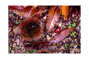 Castagne