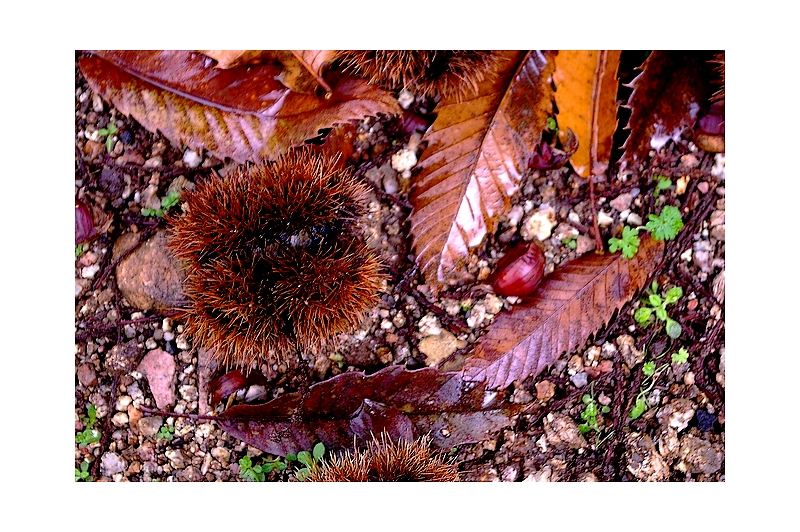Castagne