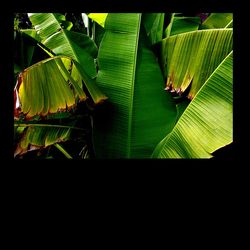 Les bananiers 2 (1)