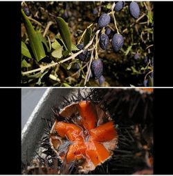 Plus noirsque l-olive sur l-arbre - l-oursin au fond | du seau