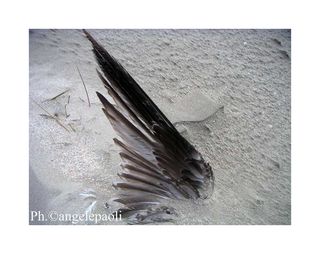 Aquila