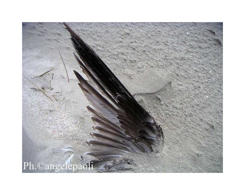Aquila