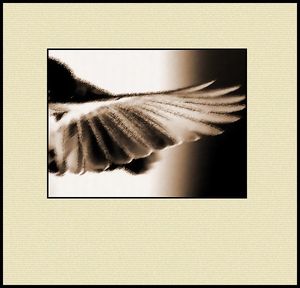 Ornithology  1