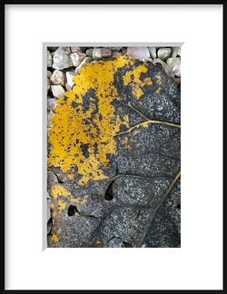 Jaune extra-lucide