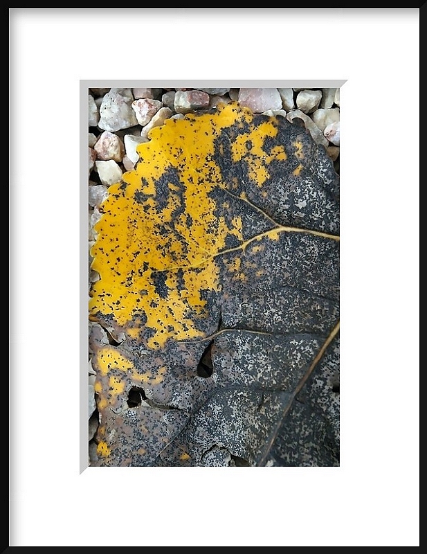 Jaune extra-lucide