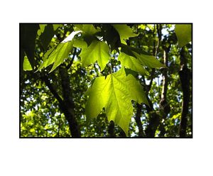 Feuille à feuille