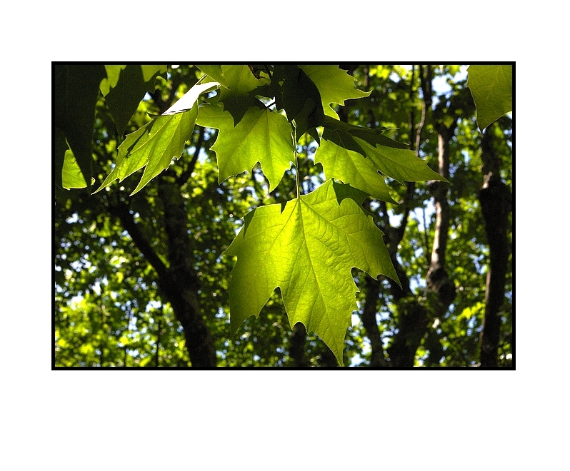 Feuille à feuille