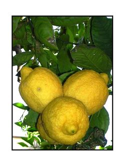 ce sourire né d’un événement fait de citron Un événement fait de citron