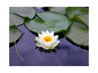 White lotus