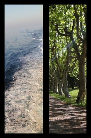 Contre la rangée d'arbres Les vagues remuent tout le temps COLLAGE