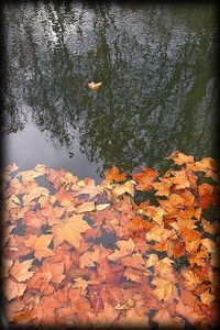 Les feuilles meurent à l'arbre qui leur a donné forme.
