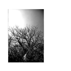 2  the being of the external whirlwind of leaves