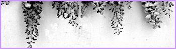 Glycine