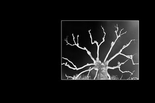 ARBRE