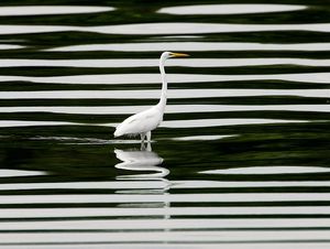 Heron