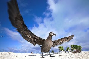 EL ALBATROS