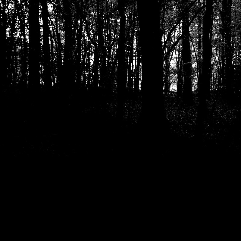 Foret 1
