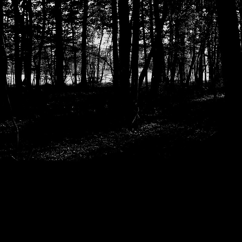 Foret 2