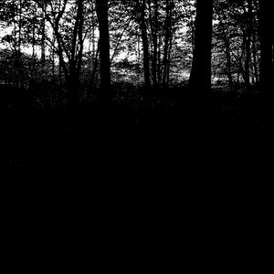 Foret 3