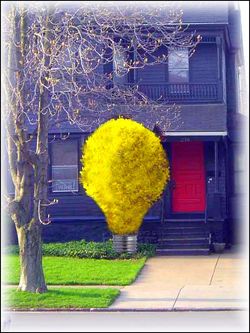 Forsythia-idea