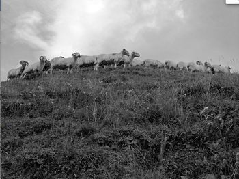 Moutons