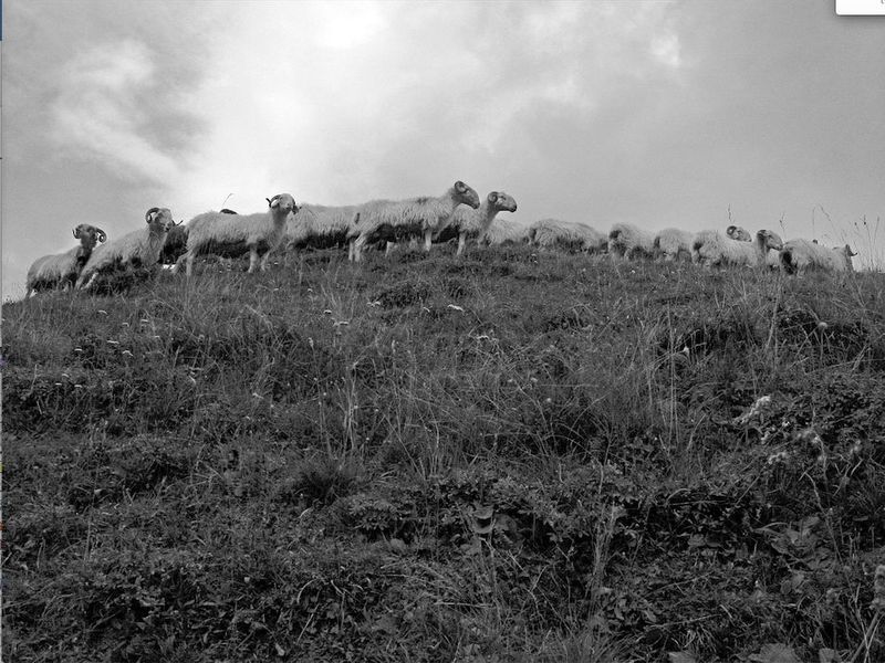 Moutons