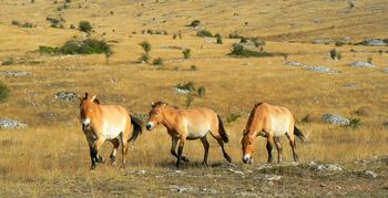 Chevaux de przewalski