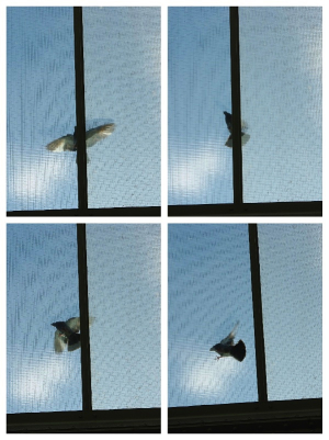 VOL DE PIGEON  A BERLIN 