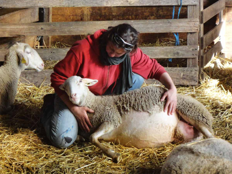 Florence Robert et l'une de ses brebis