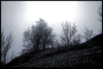 Arbres penches