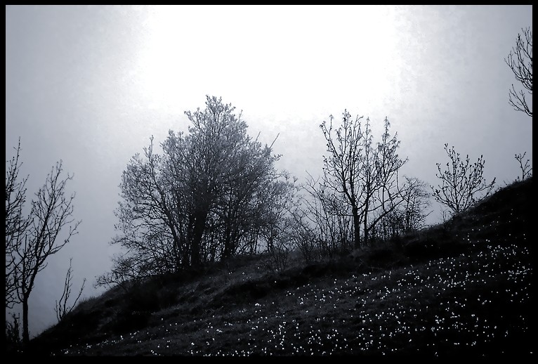 Arbres penches