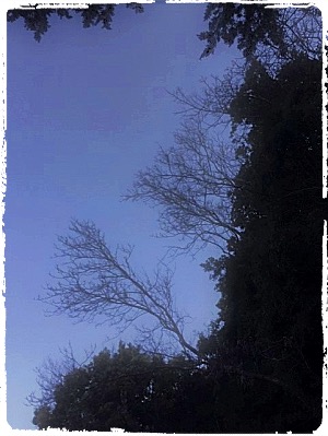 Branches