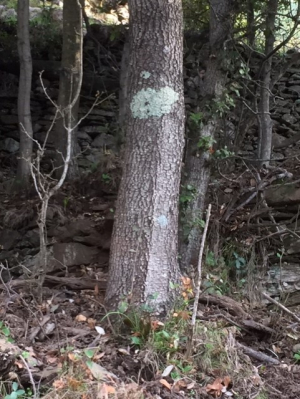 Arbre rouillé