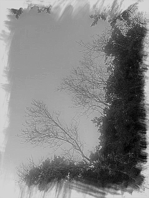 Arbres d'hiver