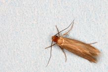 MITE 