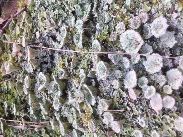 Terre souillée 1